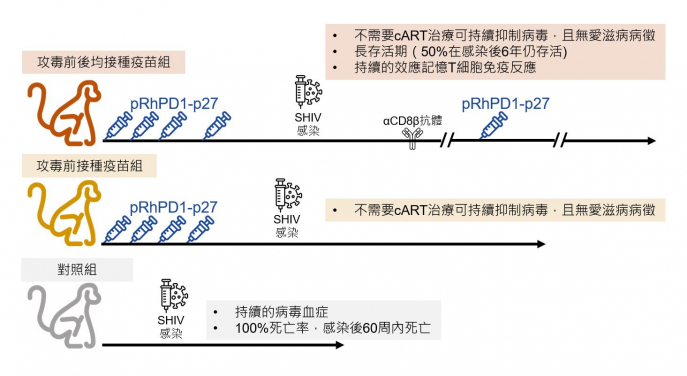 HKUMed research team discovers that the PD-1-enhanced DNA vaccine strategy is effective in achieving six-year cART-free AIDS prevention and virologic control.