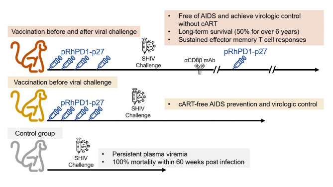 HKUMed research team discovers that the PD-1-enhanced DNA vaccine strategy is effective in achieving six-year cART-free AIDS prevention and virologic control.
 