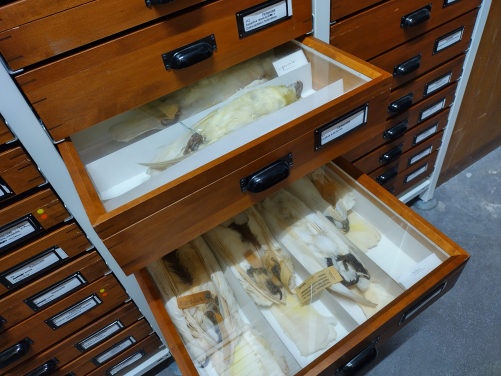 Preserved cockatoo specimens stored in wooden drawers at the Bavarian State Collection, Munich. These valuable collections serve as important resources for genetic research and conservation planning. Photo credit: Arthur Sands