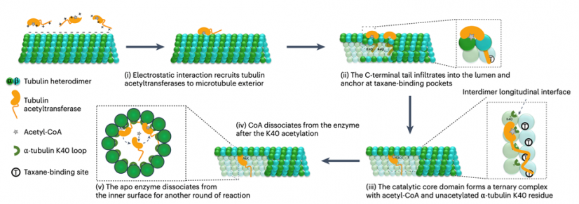 Schematic illustrating a stepwise model for tubulin acetyltransferases to enter the lumen and catalyse the tubulin acetylation.
 